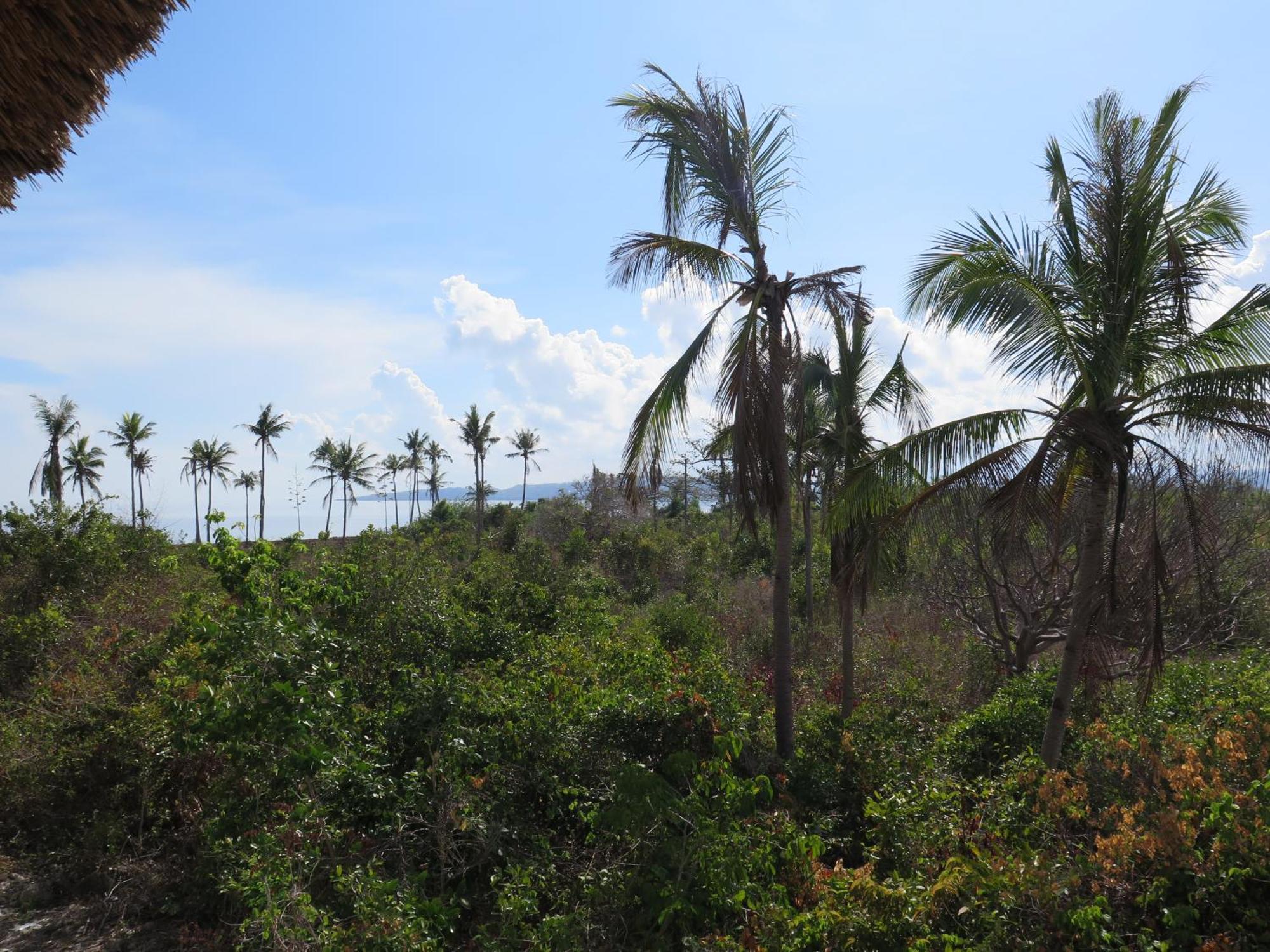 The Wild Orchid Resort - Moalboal Eksteriør billede